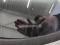 preview Skoda Scala #1