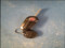 preview Fiat Panda #0