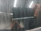 preview Volkswagen Golf #5